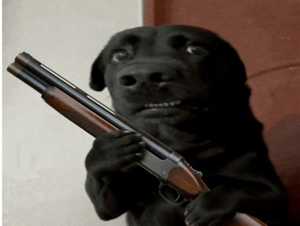 Dog Wif Shotgun