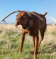 The Stable Dog