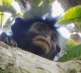 Likweli