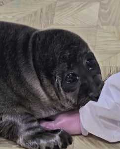Сергеевна