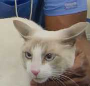 The Calmest Cat logo