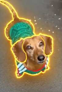 World Cup Dog